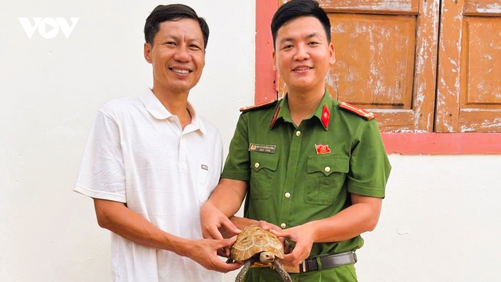 Người dân Quảng Trị phát hiện rùa núi vàng quý hiếm, bàn giao cơ quan chức năng